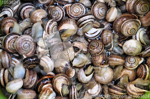 Image of Edible snails