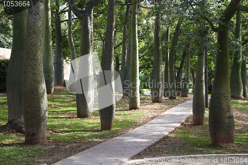 Image of Silk floss trees in Valencia