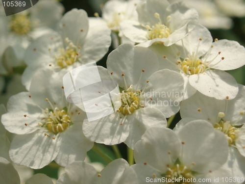 Image of White Blossoms