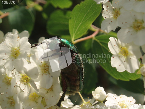 Image of White Blossoms & Bug