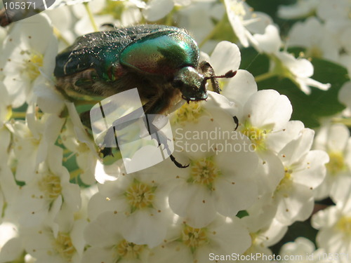 Image of White Blossoms & Bug
