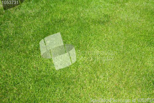 Image of Golf grass