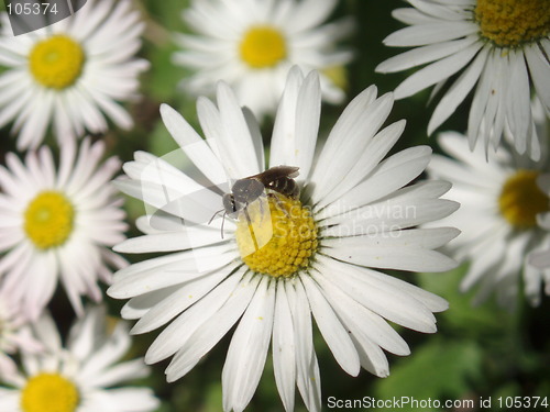 Image of Daisy