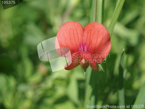 Image of Red wild  flower