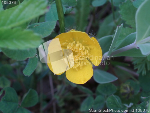 Image of Yellow wild floweer