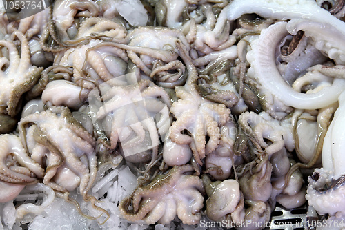 Image of Squids