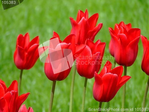 Image of Bunch of nice red flowers