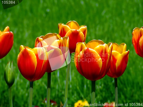 Image of Bunch of red and yellow tulips