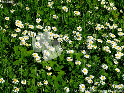 Image of Close up shoot of daisy field