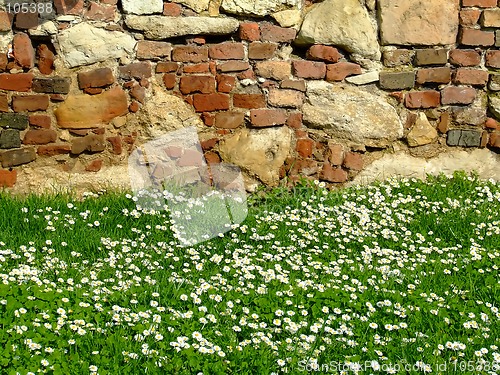 Image of Daisy field with fortress wall in the background