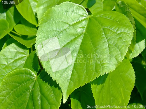 Image of Green leaves