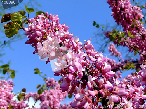 Image of Lilac flower