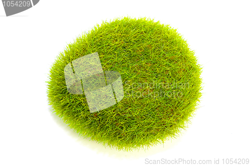 Image of Green grass bush