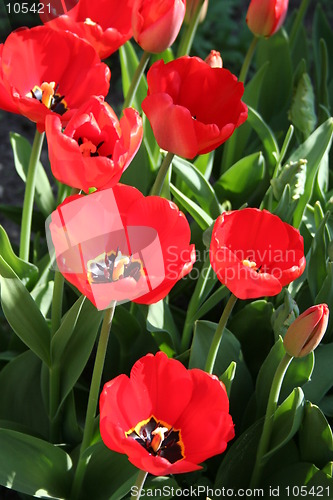 Image of Tulips