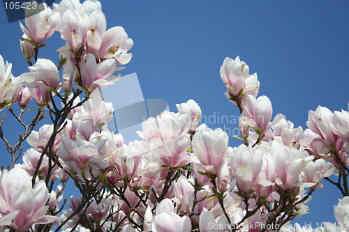 Image of Magnolia