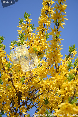 Image of Forsythia