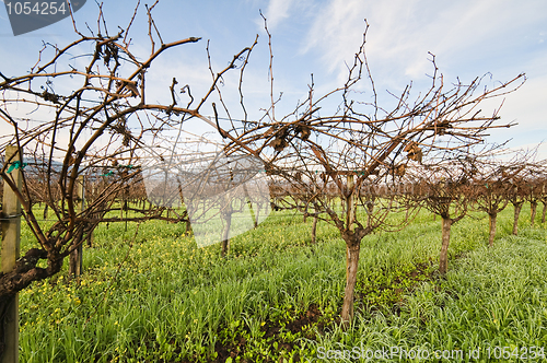 Image of Vineyard