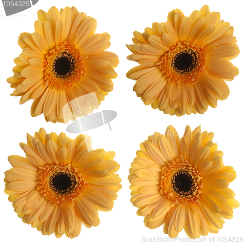 Image of Set of yellow gerbera flowers