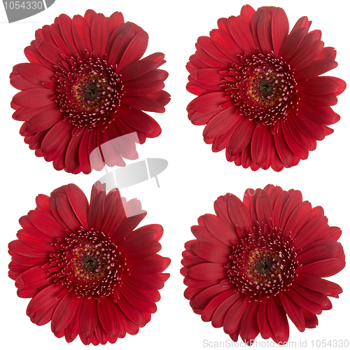 Image of Set of red  gerbera flowers