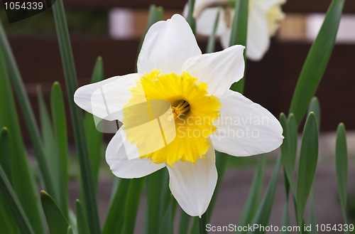 Image of White Daffodil