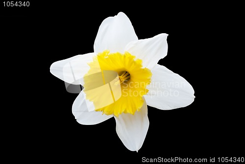 Image of White Daffodil