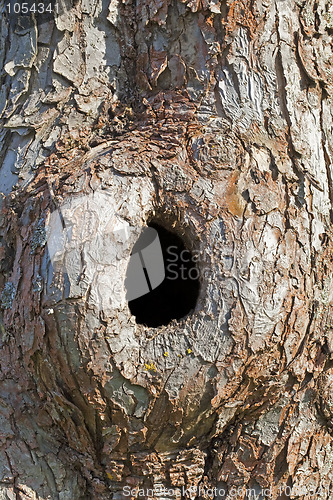 Image of Trunk with hole