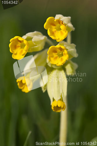 Image of Cowslip