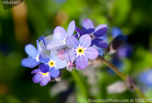 Image of Forget-me-not