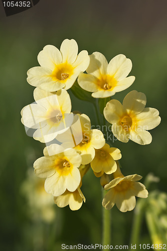 Image of Cowslip