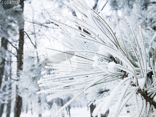 Image of Frozen branches