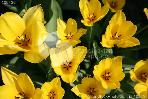 Image of Tulips in group