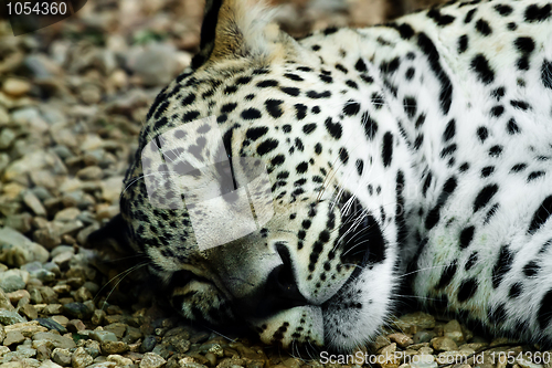 Image of lying and sleeping Snow Leopard Irbis (Panthera uncia)