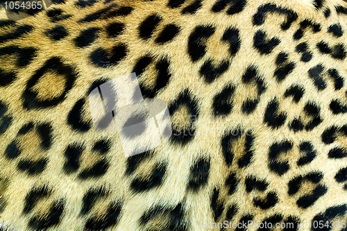 Image of Snow Leopard Irbis (Panthera uncia) skin texture