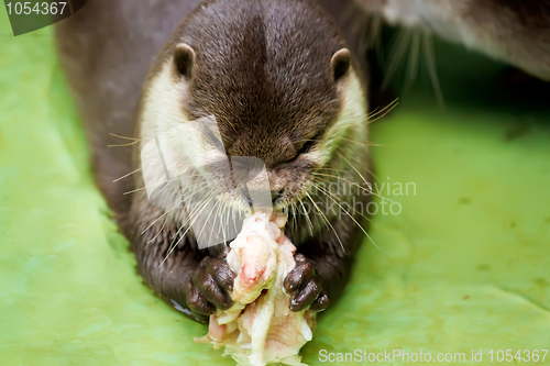 Image of Otter in the water, eating fish