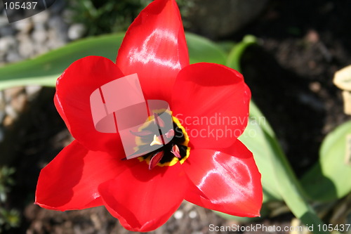 Image of Red tulip