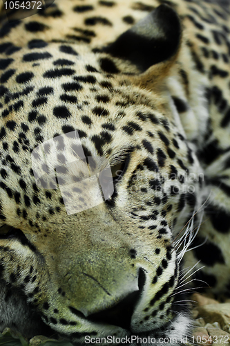 Image of lying Snow Leopard Irbis (Panthera uncia)