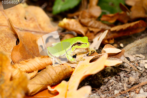 Image of wood frog