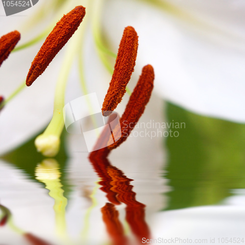 Image of White Lily Macro