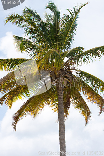 Image of Tropical Palm Tree