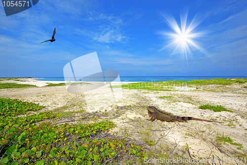 Image of Iguana on the beach