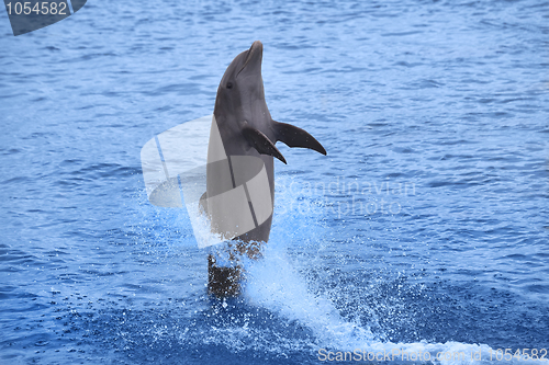 Image of Dolphin