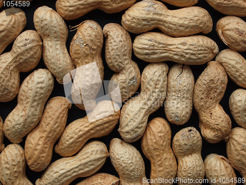 Image of Peanut