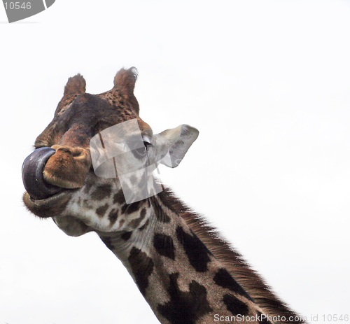 Image of A giraffe gazes down and licks his lips