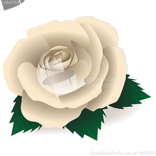 Image of White rose