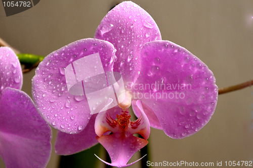 Image of Orchid