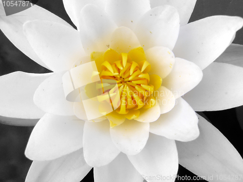 Image of water-lily