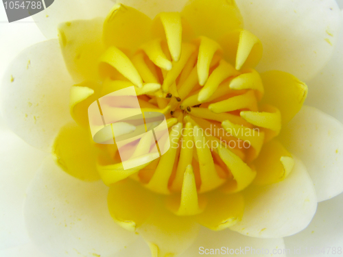 Image of water-lily