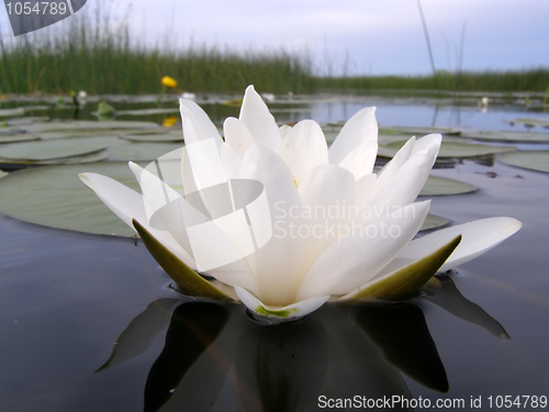 Image of water-lily