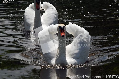 Image of White Swan