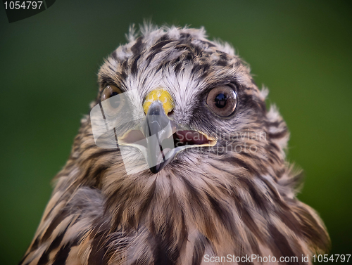 Image of Red tailed hawk